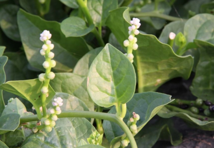 皇宮菜 消化不良