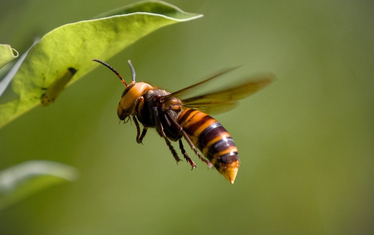 家裡有虎頭蜂