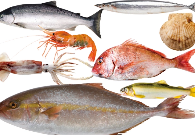 海魚種類介紹