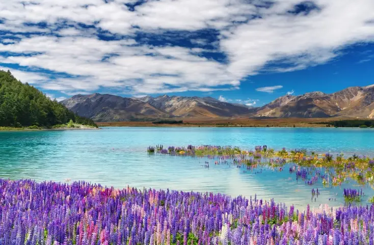 紐西蘭入境規定