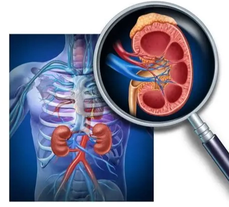 腎臟功能恢復