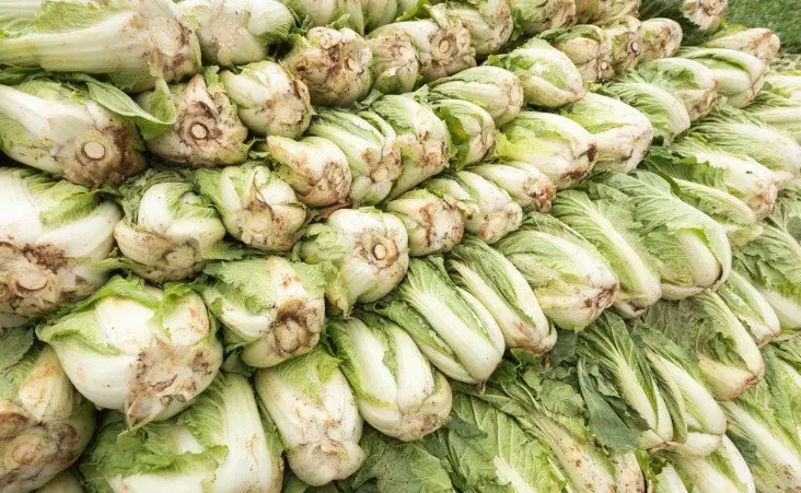 高麗菜冷藏技巧