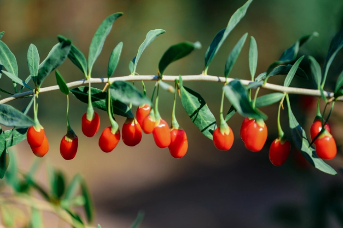 慢性腎臟病 飲食禁忌