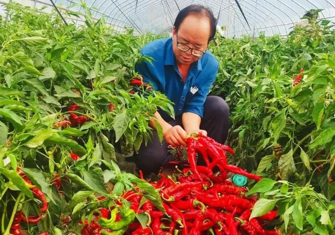 蔬菜施肥時間全攻略：掌握最佳時機讓菜園豐收