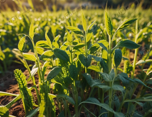 台灣農作物種植