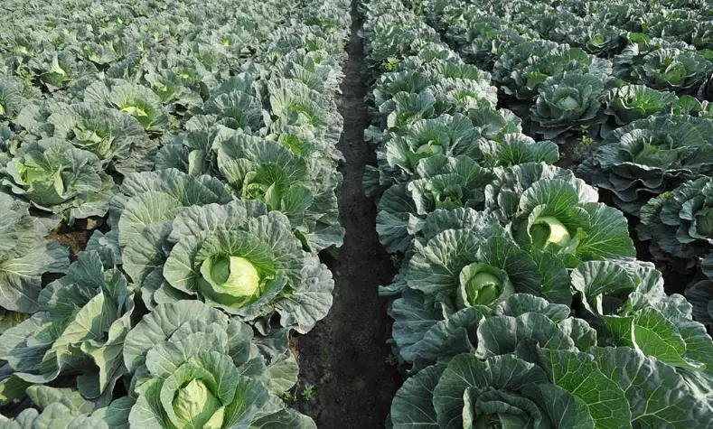 種植表終極指南：家庭園藝規劃與時間管理實戰技巧