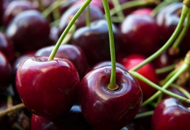 地中海貧血飲食 地中海貧血飲食