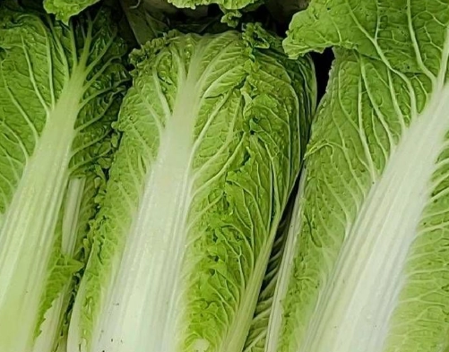 高麗菜冷藏技巧