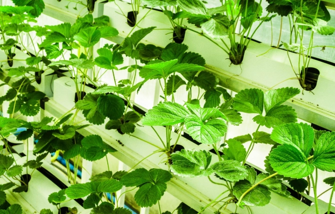 水耕種植營養液