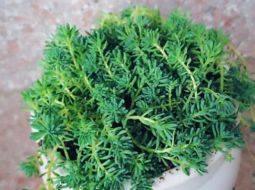 夏天適合種的植物