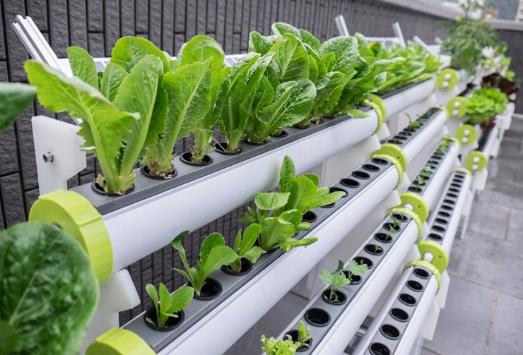 水耕種植營養液