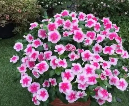 夏天適合種的植物