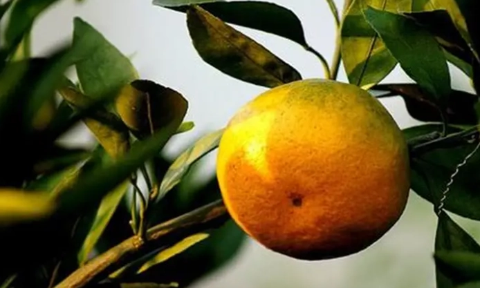 冬天也能種水果？台灣冬季果樹種植指南與推薦品種