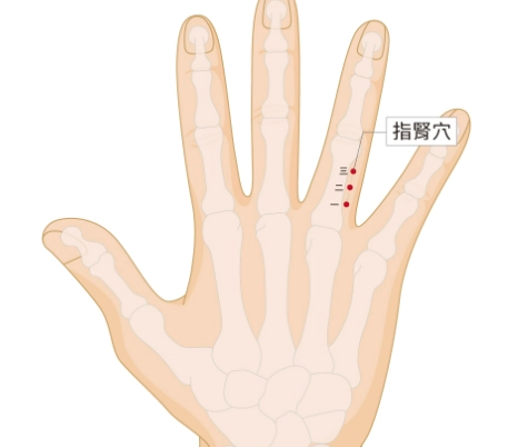 腎穴按摩 腎穴按摩