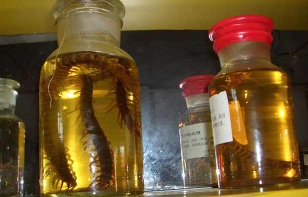 蜈蚣藥酒