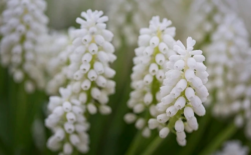 麝香 香水 推薦