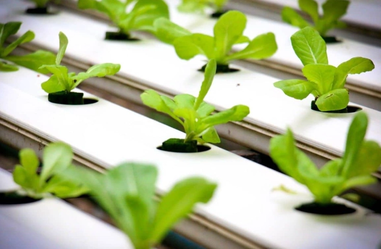 水耕營養液調配與管理完整指南：從基礎到進階實作