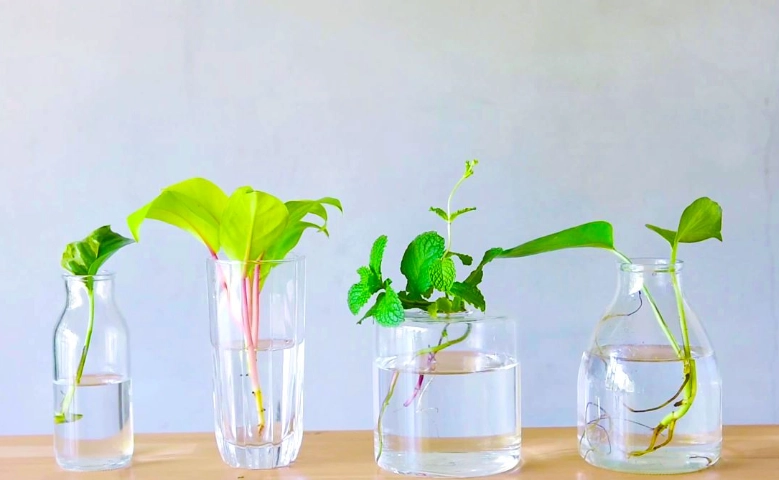 水耕營養液配方