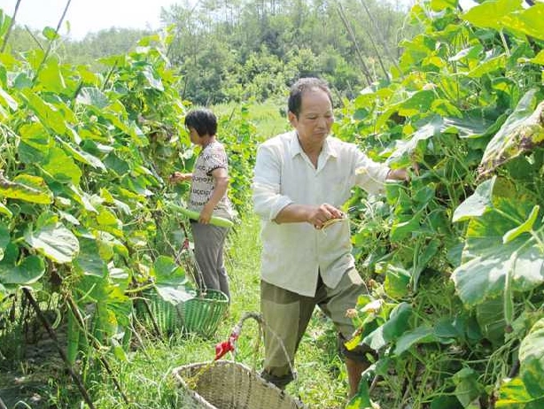 台灣蔬菜種植時間表：四季栽培指南與新手避坑技巧