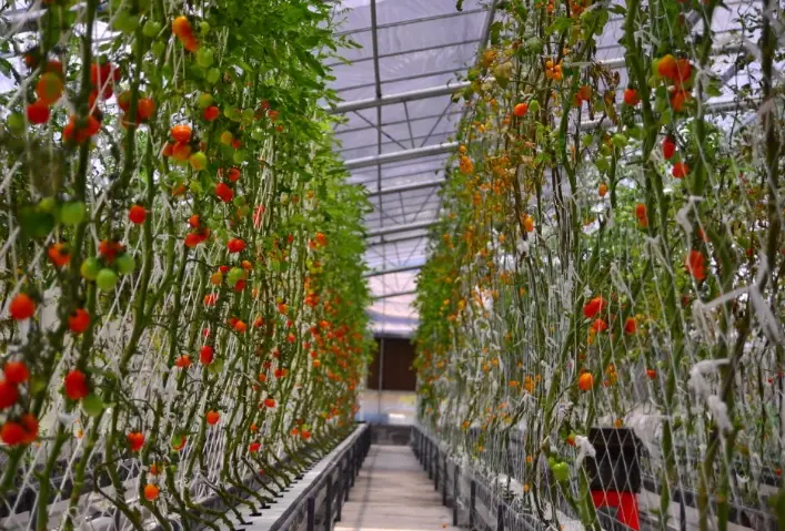 水耕營養液配方