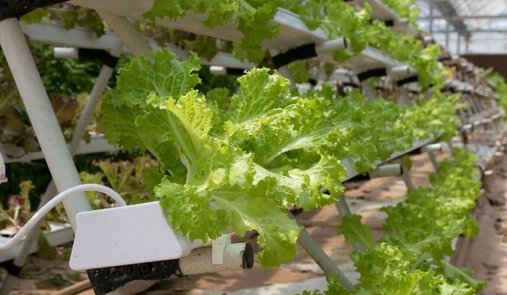 水耕栽培營養液