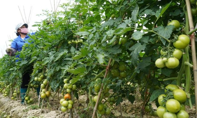 蔬菜種植方法51種：家庭園藝終極實用手冊