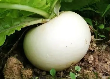 秋季種植蔬菜指南：台灣家庭菜園必種品種與實用技巧