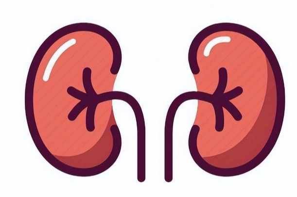 對腎臟有益的中藥：護腎養生專家的選擇指南與實用清單