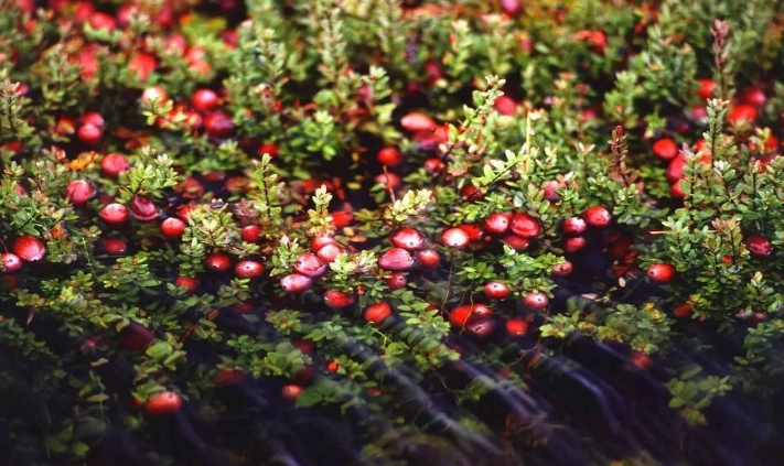 蔓越莓女性健康