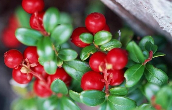 蔓越莓對女性的五大健康功效：從泌尿道保健到抗氧化全解析