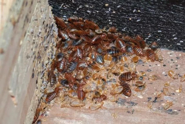 木蝨根治方法全攻略：從鑑別到根除，專家教你徹底告別床蝨