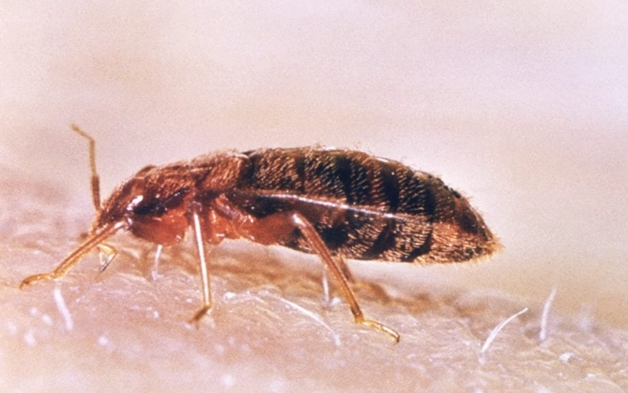 床蝨防治