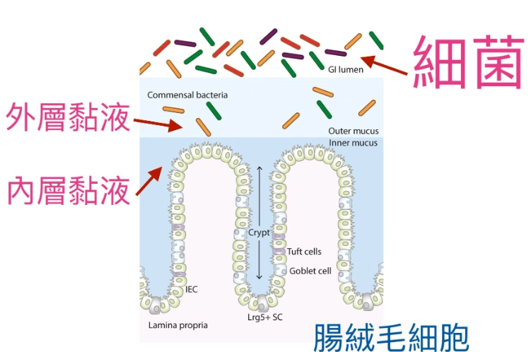 腸胃保健 腸胃保健