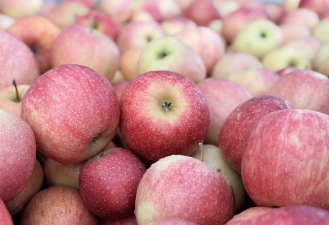 蘋果對胃的影響 蘋果對胃的影響