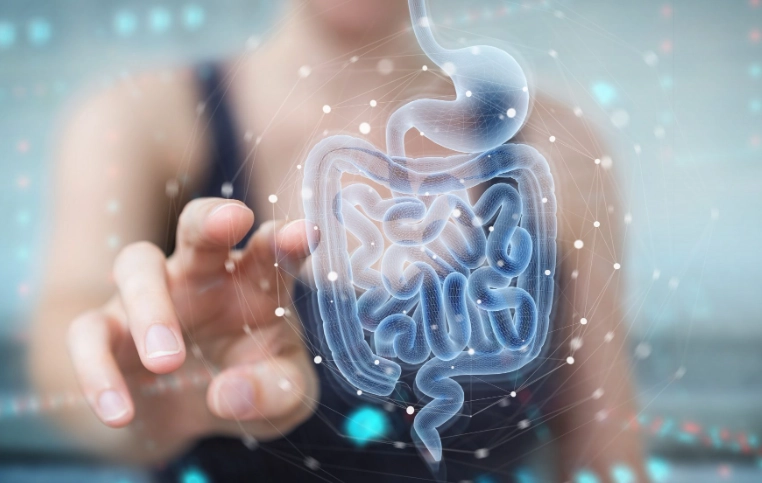 腸道健康 腸道健康