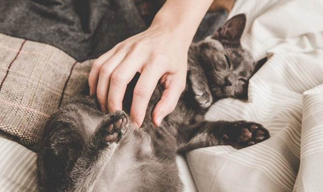 胰臟炎貓治療費用