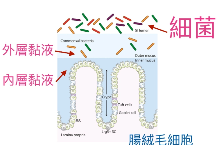 腸道健康 腸道健康