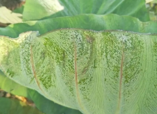 芋頭削皮手癢怎麼辦？原因、止癢與預防全攻略