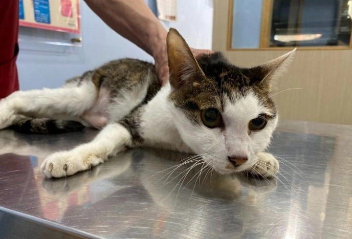 貓咪胰臟炎飲食 貓咪胰臟炎飲食