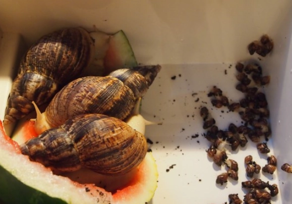 除蝸牛方法 除蝸牛方法