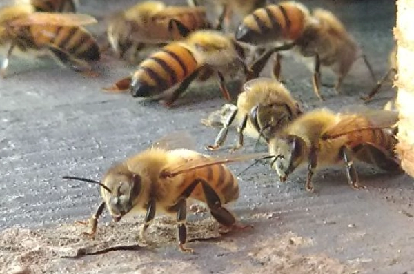 虎頭蜂蜂蜜功效