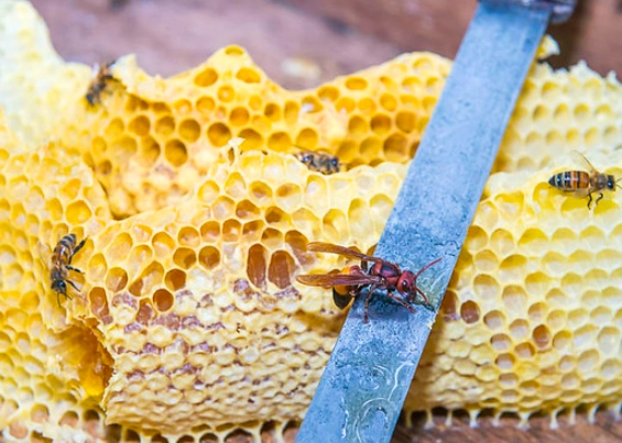 虎頭蜂蜂蜜功效
