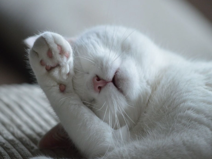 貓胰臟炎治療 貓胰臟炎治療