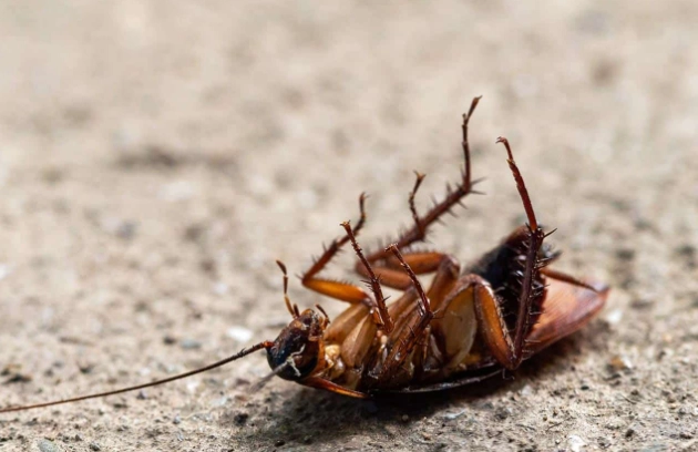 花園蝸牛防治 花園蝸牛防治