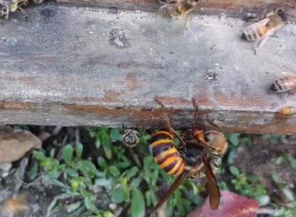 虎頭蜂蜂蜜價格