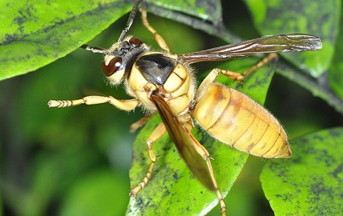 虎頭蜂蜂蜜真假