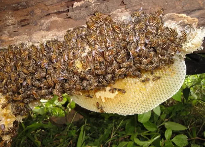 虎頭蜂蜂蜜功效