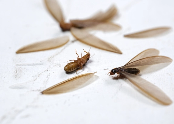 水蟻防治方法 水蟻防治方法