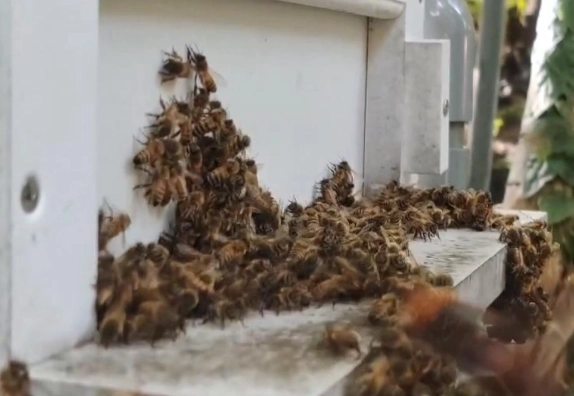 虎頭蜂蜂蜜真假