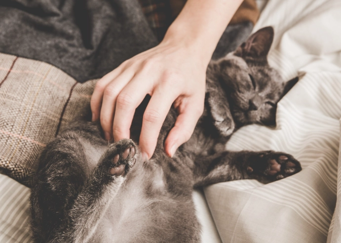 貓咪胰臟炎症狀 貓咪胰臟炎症狀